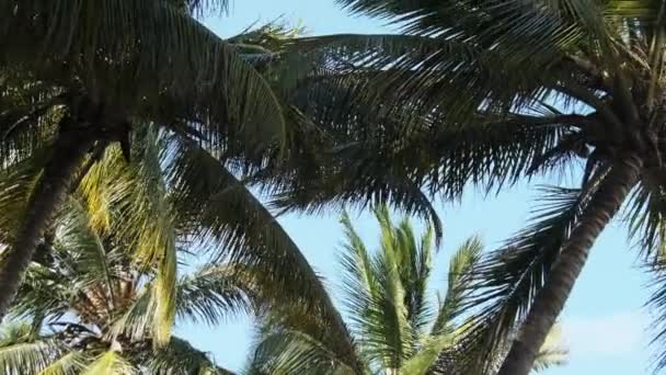 Palmier avec beaucoup de noix de coco jaunes mûres contre le ciel en Afrique, Zanzibar — Video