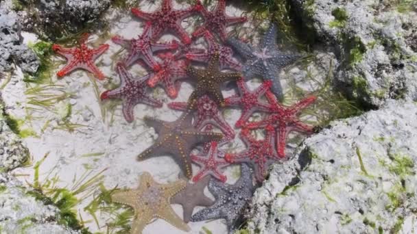 Muchas estrellas de mar coloridas yacen en un acuario de coral natural en la orilla del océano — Vídeo de stock