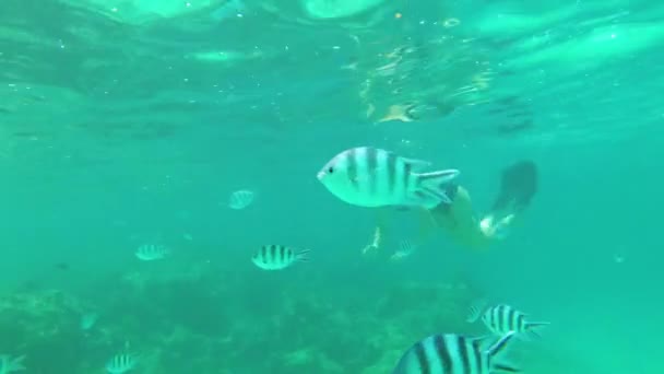 Young Woman Swims with a Mask and Fins Underwater with Coral Fish, Zanzibar — Stock Video