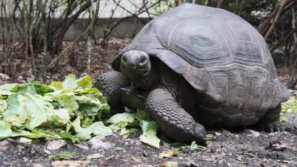 Feeding Huge Aldabra Giant Tortoise Green Leaves in Reserve, Zanzibar, Africa — Stock Video