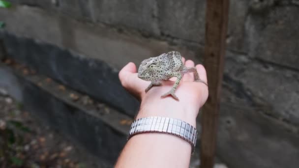 Kameleon siedzi na męskiej ręce, Mężczyzna trzyma zabawną jaszczurkę w Palmie, Zanzibar, Afryka — Wideo stockowe