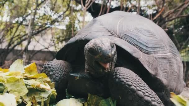 Het voeden van Enorme Aldabra Reuzenschildpad Groene Bladeren in Reserve, Zanzibar, Afrika — Stockvideo