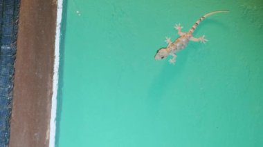 Geceleyin, Afrika 'da, Zanzibar' da Tropikal bir bungalovda Bir Gecko Duvarda Sürünüyor