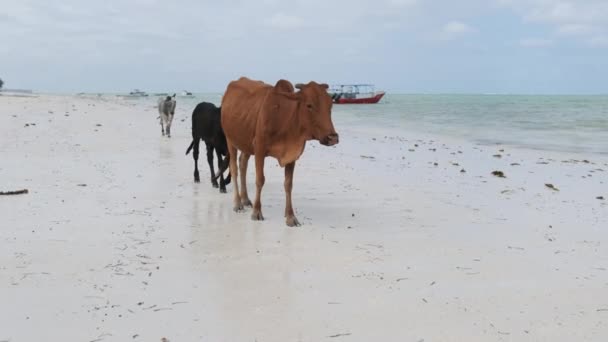 Manada de vacas jorobadas africanas pasea por la playa tropical de arena junto al océano, Zanzíbar — Vídeo de stock