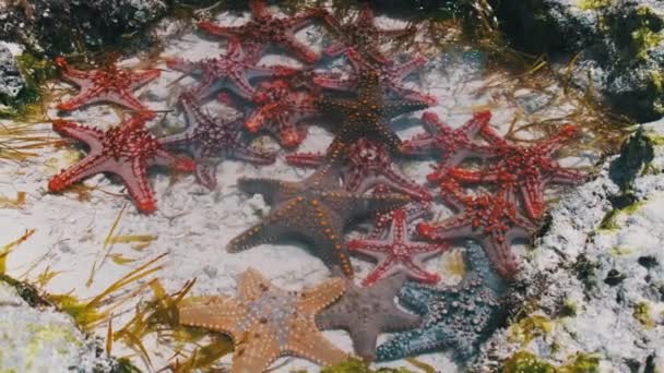 Muchas estrellas de mar coloridas yacen en un acuario de coral natural en la orilla del océano — Vídeo de stock