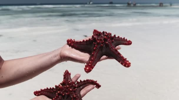 Vrouw handen houdt twee rode zeesterren over transparante oceaan water op wit strand — Stockvideo