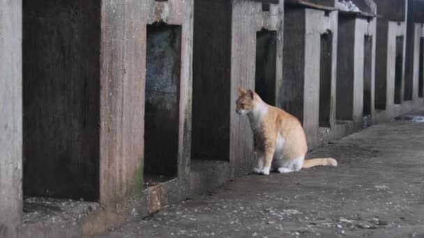 El gato rojo callejero eructa en el mostrador de peces, África, Zanzíbar, el gato se volvió enfermo, Náustico — Vídeo de stock