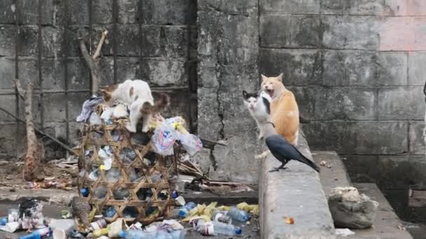 Los gatos callejeros comen comida podrida del basurero sucio, África pobre, ciudad de piedra Zanzíbar — Vídeos de Stock