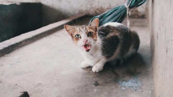 Streunende Katze miaut jämmerlich vor laufender Kamera auf schmutzigem Boden in Afrika, Sansibar — Stockvideo