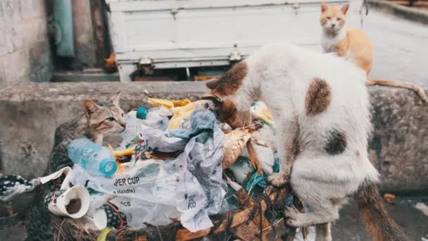 Los gatos callejeros Shabby comen comida podrida de un contenedor sucio, África pobre, Zanzíbar — Vídeo de stock