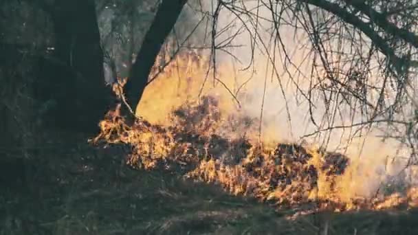 Incendi nella foresta, brucia erba secca, alberi, cespugli, fiamme e fumo, incendi boschivi — Video Stock