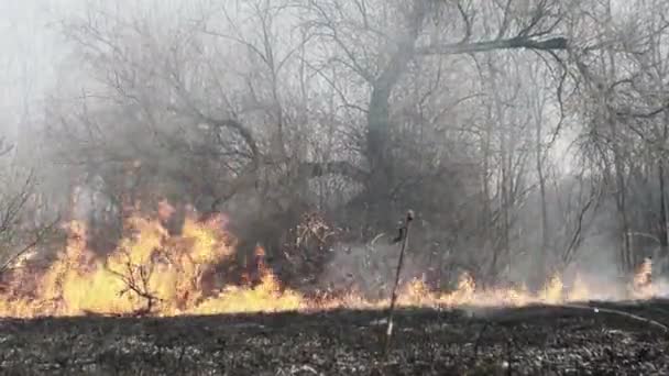 산불, 산불, 건조 한 풀, 나무, 부쉬, 불꽃 과 연기, 와일드 파이어 — 비디오