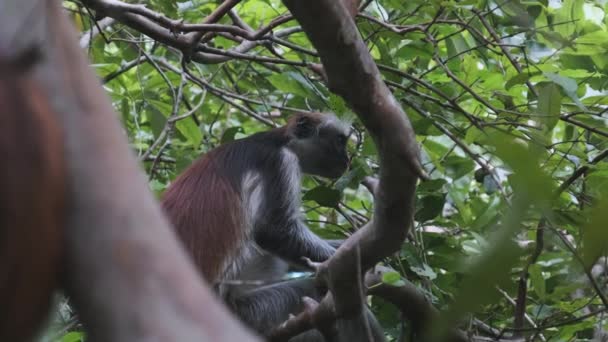 Singe Colobus rouge assis sur une branche dans la forêt tropicale de Jozani, Zanzibar, Afrique — Video