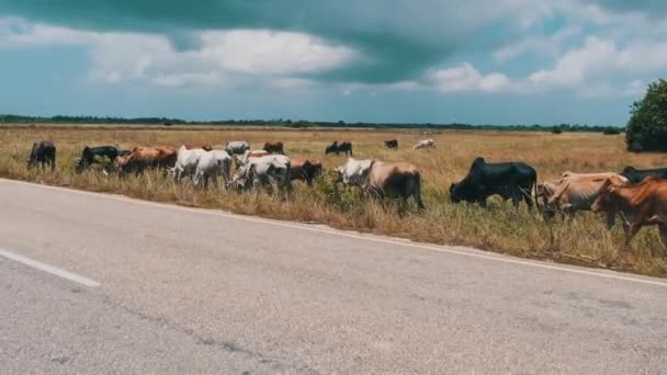 Herd of African Humpback Cows Walking at the Side of the Asphalt Road, Zanzibar — Stok Video