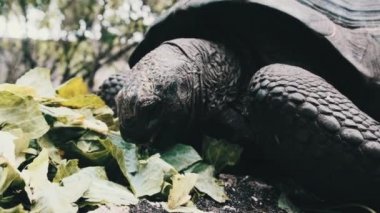 Dev Aldabra Kaplumbağası YeşilYaprakları Yetiyor, Zanzibar, Afrika
