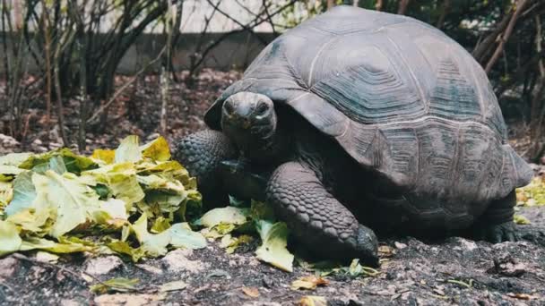 Кормление огромных Aldabra гигантских черепах зеленые листья в заповеднике, Занзибар, Африка — стоковое видео