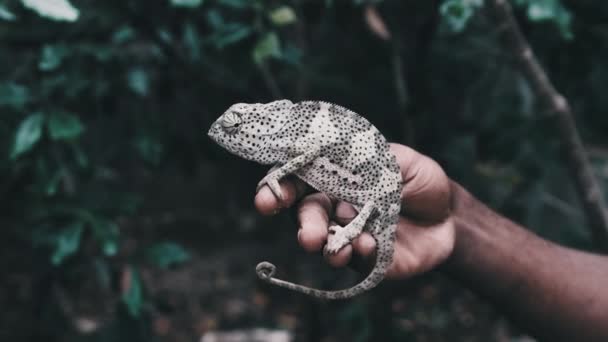 Caméléon assis dans la main de l'homme noir, Africain tient drôle lézard à Palm Zanzibar — Video