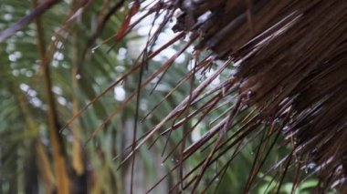 Afrika 'da Tropik Yağmur, Thatched Damlalarından Su Damlaları