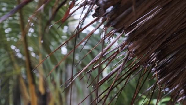 Tropische regen in Afrika, druppels water druppels van rieten daken van bungalows — Stockvideo