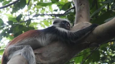 Jozani Tropikal Ormanı, Zanzibar, Afrika 'da Kırmızı Colobus Maymunu Şubede Oturuyor
