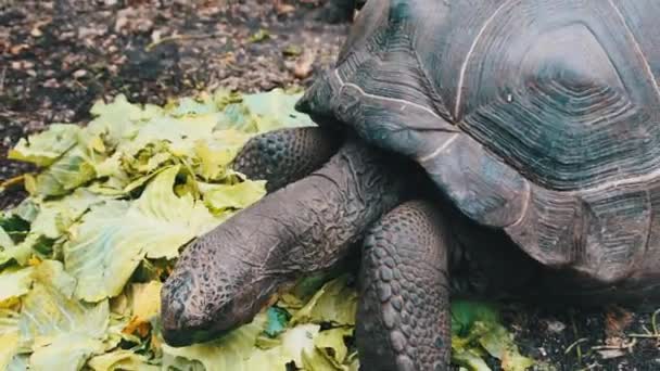 Кормление огромных Aldabra гигантских черепах зеленые листья в заповеднике, Занзибар, Африка — стоковое видео