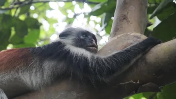 Red Colobus Monkey Sitting on Branch in Jozani Tropical Forest, Zanzibar, Africa — Stock Video