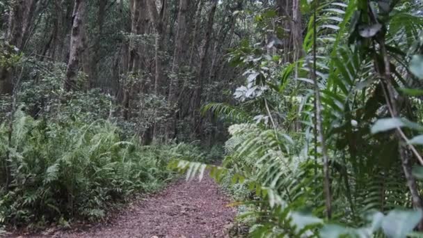 Тропический лес, плотная растительность экзотических деревьев и кустарников в Джозани, Занзибар — стоковое видео