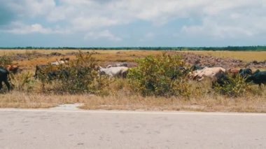 Afrika kambur balina sürüsü Asfalt yolunun kenarında yürüyor, Zanzibar