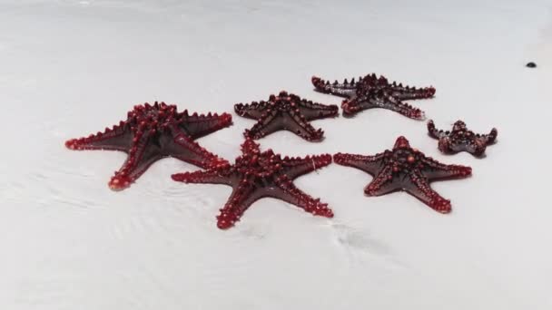 Muitas estrelas-do-mar vermelhas deitam-se numa praia branca e são lavadas por águas límpidas do oceano — Vídeo de Stock