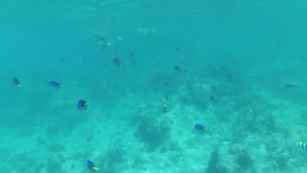 İnsanlar Mercan Balığı ve Zanzibar ile Sualtında Maske ve Yüzgeçlerle Yüzer — Stok video