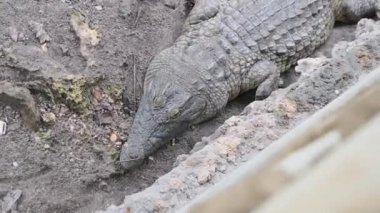 Bir Timsah ya da Timsah Hayvanat Bahçesi, Zanzibar, Afrika 'da Bir Su Gövdesinde Yatar