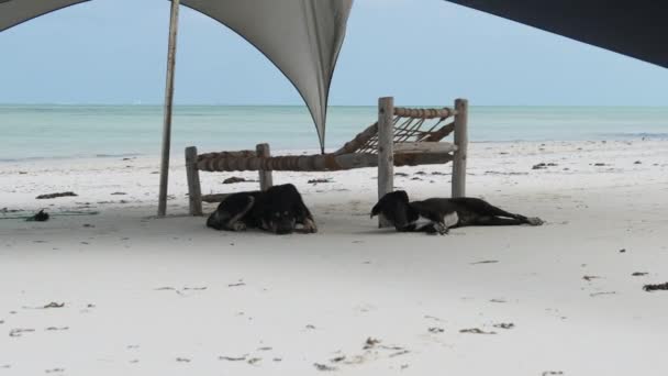 Δύο αδέσποτα σκυλιά βρίσκονται σε μια αμμώδη παραλία κάτω από τον ήλιο Loungers από τον ωκεανό, Ζανζιβάρη — Αρχείο Βίντεο