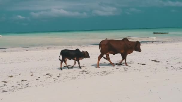 Afrikanische Buckelkuh mit Kalb spaziert am tropischen Sandstrand am Meer, Sansibar — Stockvideo