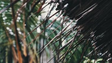 Afrika 'da Tropik Yağmur, Thatched Damlalarından Su Damlaları