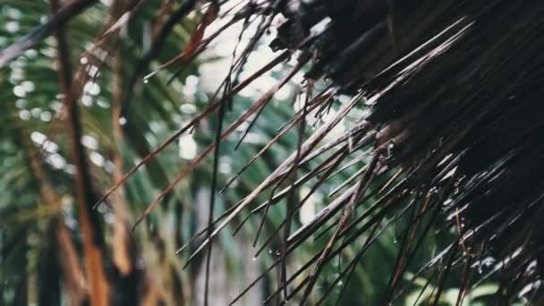 Lluvia tropical en África, gotas de goteo de agua de techos de paja de bungalows — Vídeos de Stock