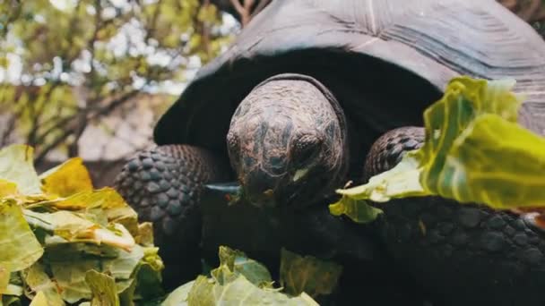 Krmení Obrovské Aldabra Giant želva zelené listy v rezervaci, Zanzibar, Afrika — Stock video