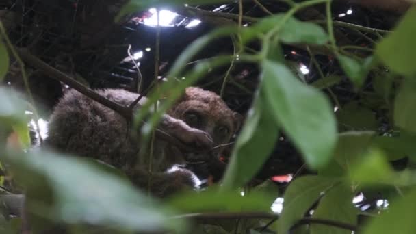 Großes Buschbaby Galago sitzt auf grünem Zweig im Tagewald, Sansibar, Afrika — Stockvideo