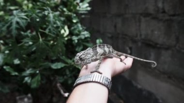 Bukalemun Erkek El 'de Oturuyor, İnsan Avuç İçi, Zanzibar, Afrika' da Komik Kertenkele Tutuyor