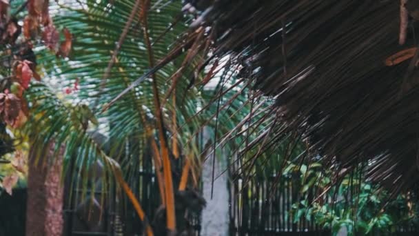 非洲的热带雨，来自平房茅屋茅屋的水滴 — 图库视频影像