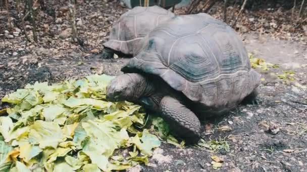 Enorme Aldabra gigante tartaruga mangia foglie verdi nella riserva, Zanzibar, Africa — Video Stock