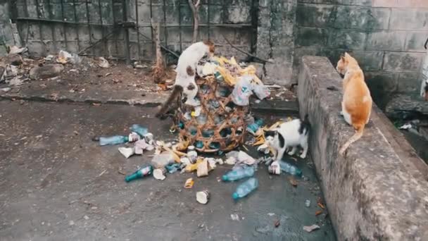 Los gatos callejeros Shabby comen comida podrida de un contenedor sucio, África pobre, Zanzíbar — Vídeos de Stock
