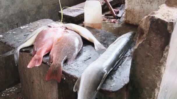 Africa Fish Market in Africa, Sea Fish Lies on Dirty, Unsanitary Display Case, Zanzibar — 图库视频影像