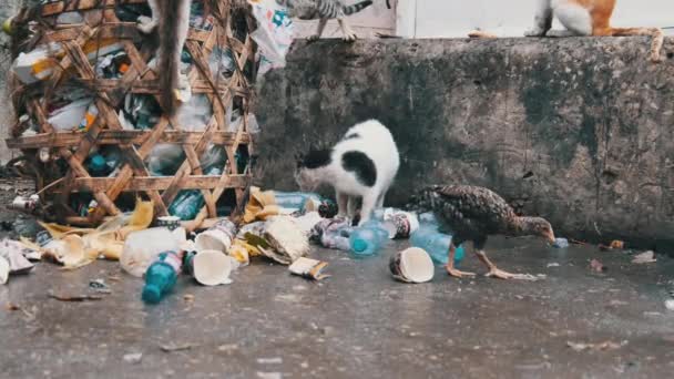 Verirrte Schabby-Katzen fressen verdorbenes Futter aus einem schmutzigen Müllcontainer im armen Afrika, Sansibar — Stockvideo