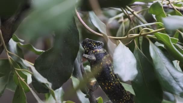 Chameleon sedí na větvi v zeleném lese, Zanzibar — Stock video