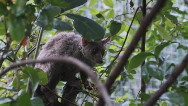 Großes Buschbaby Galago sitzt auf grünem Zweig im Tagewald, Sansibar, Afrika — Stockvideo