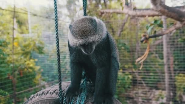 Der große schwarze Affe sitzt auf einem aufgehängten Reifen im Zoo-Käfig, Sansibar — Stockvideo