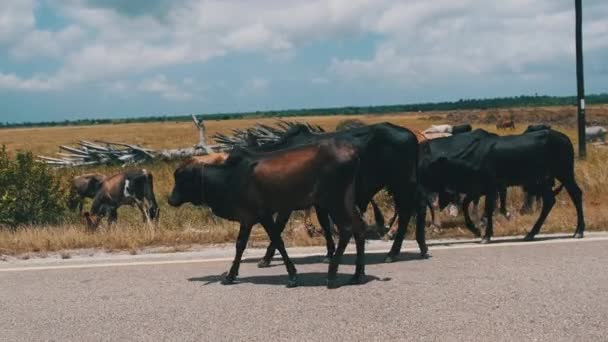 Herd van Afrikaanse bultrug Koeien Wandelen aan de zijkant van de Asfaltweg, Zanzibar — Stockvideo
