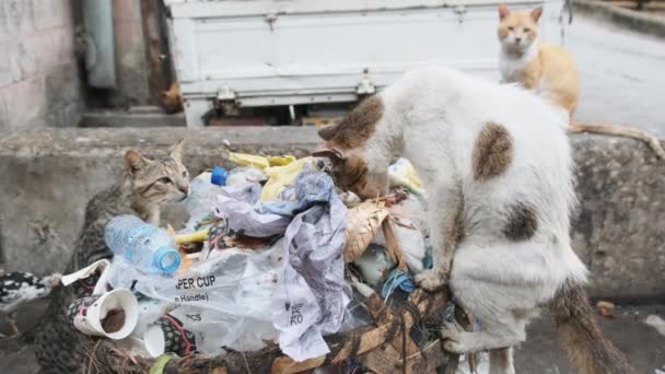 Streunende Katzen fressen verdorbenes Futter aus schmutzigen Müllcontainern im armen Afrika, Stone Town Sansibar — Stockvideo