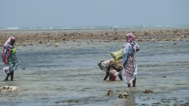 Mujeres africanas locales recogen mariscos en aguas poco profundas de la marea baja del océano Zanzíbar — Vídeos de Stock