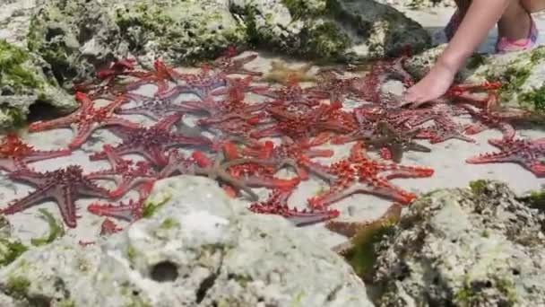 Muitas estrelas-do-mar coloridas jazem em um aquário de coral natural na costa do oceano — Vídeo de Stock